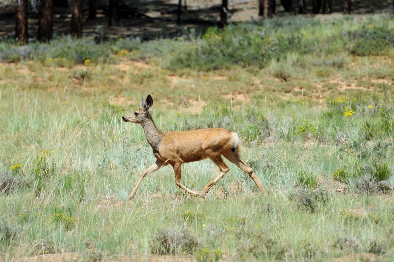 Bryce Canyon-Viaggi_Animali.JPG